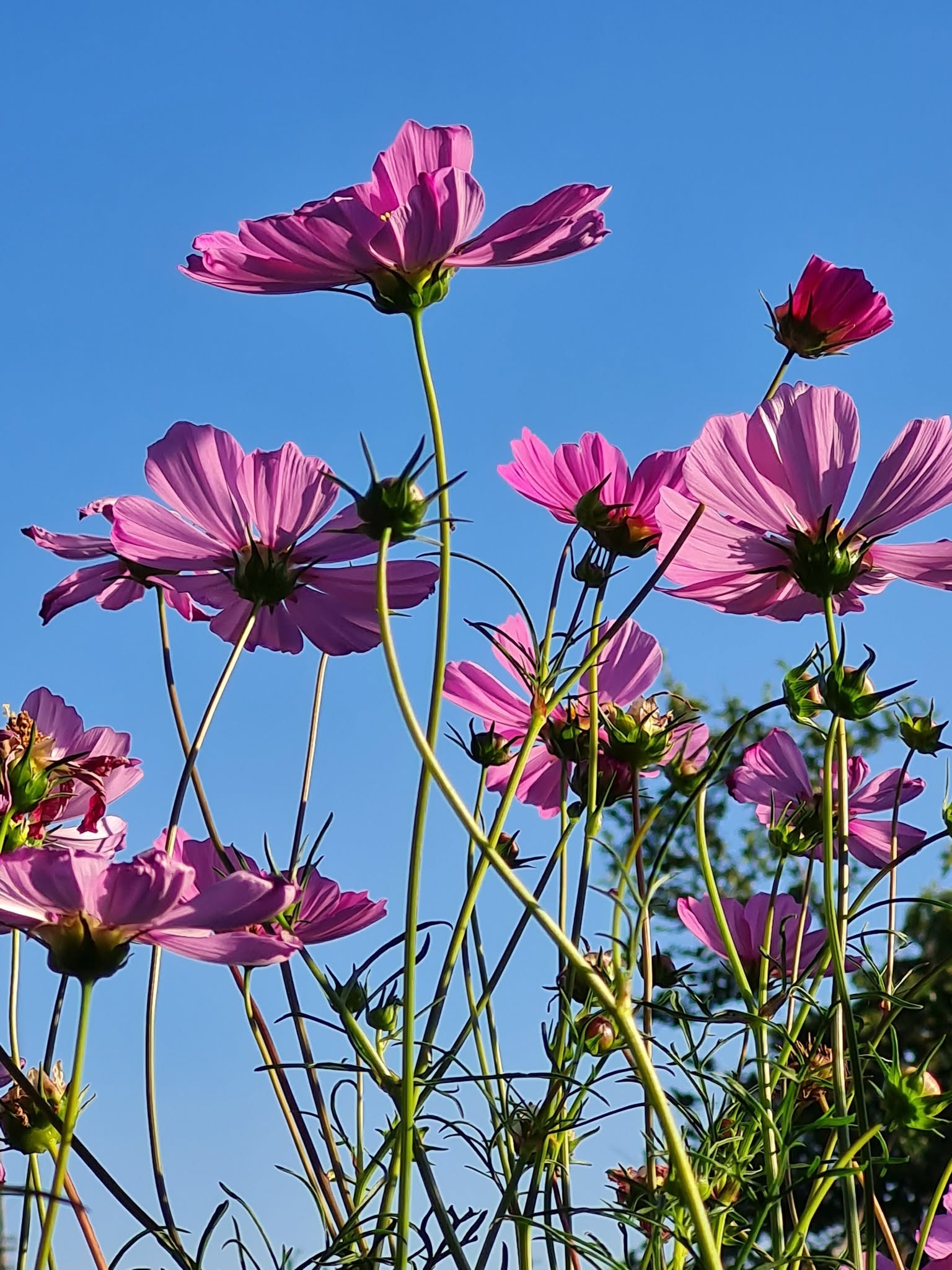 We’ve been Sowing Cosmos for Summer