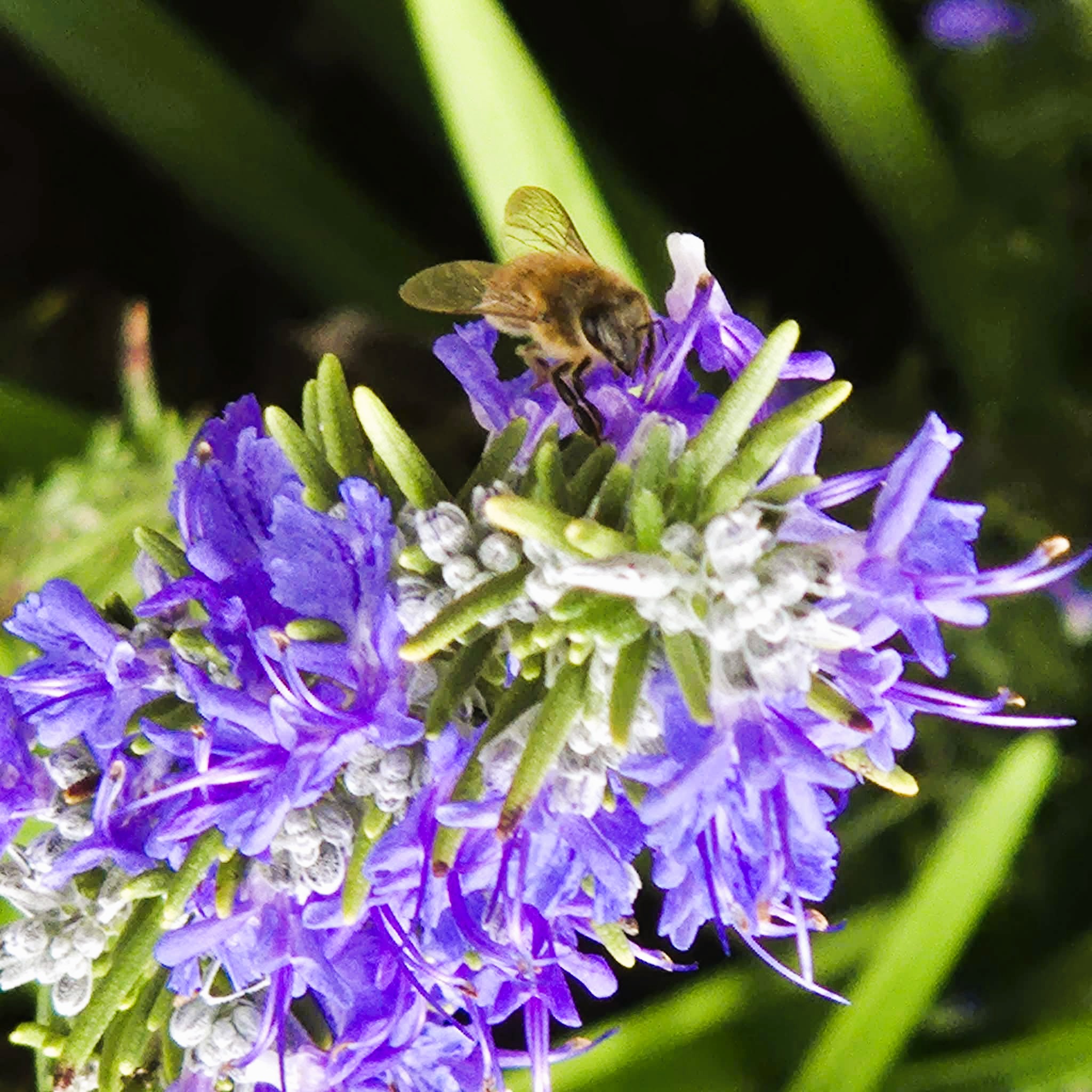Rosemary, Spring & the Return of the Bees