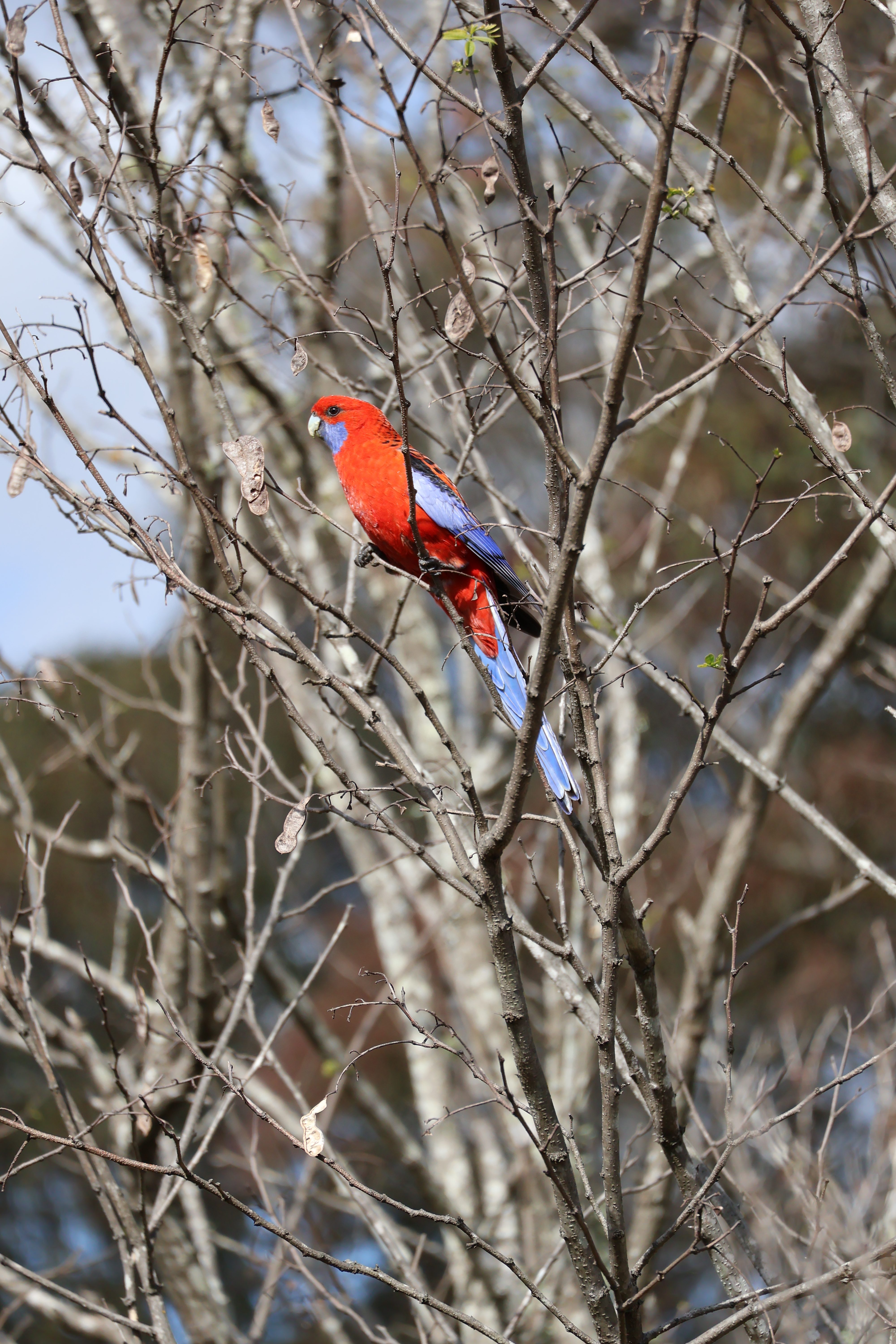 A Life with Birds
